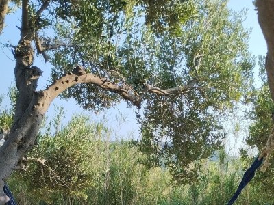 Apartment Two bedroom apartment with terrace Lopar, Rab A-19896-c - Outdoor photo 7