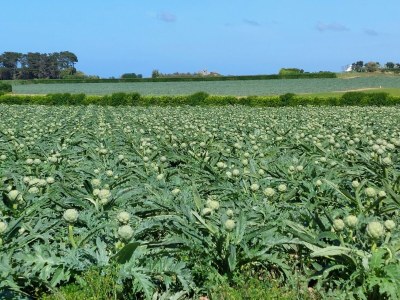 Holiday house Stone House in Sibiril near Sandy Beach - Environment photo 22