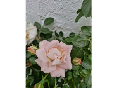 Apartment Ferienwohnung Rheinträume - Features photo 20