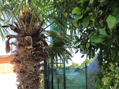 Apartment Two bedroom apartment near beach Grebaštica, Šibenik A-471-b - Outdoor photo 8