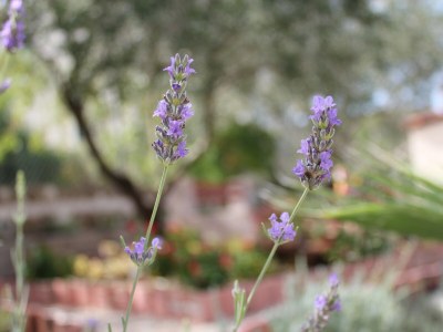 Apartment Two bedroom apartment with terrace and sea view Lukoran, Ugljan A-836-a - Outdoor photo 13