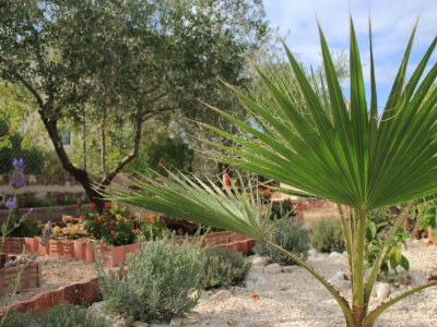 Apartment Two bedroom apartment with terrace Lukoran, Ugljan A-836-c - Outdoor photo 9