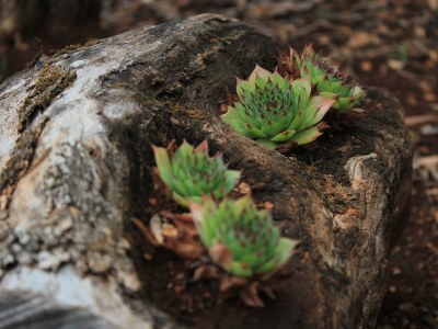 Apartment Two bedroom apartment with terrace Lukoran, Ugljan A-836-c - Outdoor photo 11