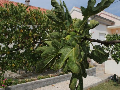 Apartment Two bedroom apartment with terrace Lukoran, Ugljan A-836-c - Outdoor photo 14