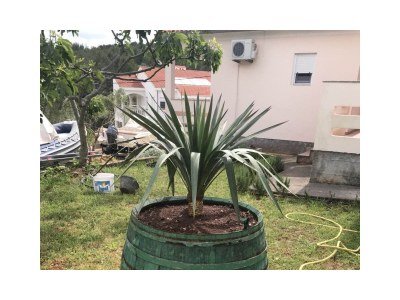 Apartment Two bedroom apartment with terrace Lukoran, Ugljan A-836-c - Outdoor photo 16