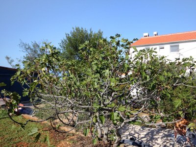 Apartment Two bedroom apartment with terrace Lukoran, Ugljan A-836-c - Outdoor photo 27