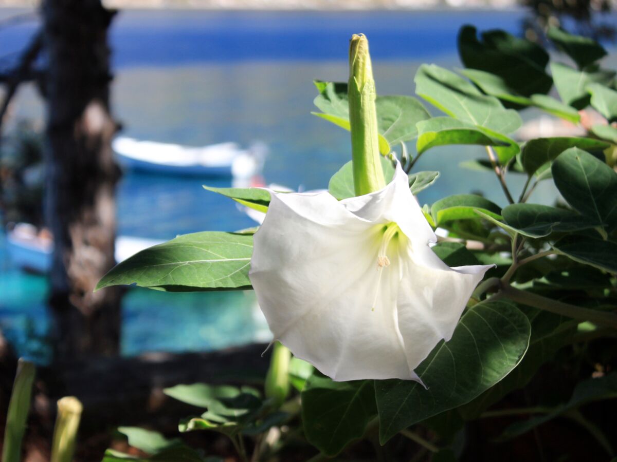 Apartment One bedroom apartment near beach Tri Žala, Korčula A-556-b