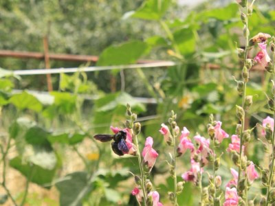 Apartment Studio flat with terrace and sea view Tkon, Pašman AS-8218-b - Outdoor photo 12