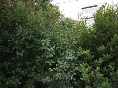 Apartment Two bedroom apartment near beach Barbat, Rab A-4975-b - Outdoor photo 20