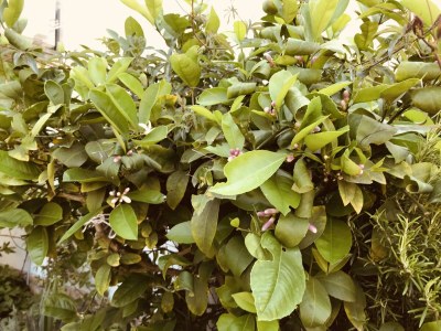 Apartment One bedroom apartment with balcony Vodice A-22290-b - Outdoor photo 6