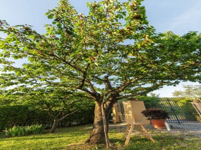 Villa Villa in Tuscany with Infinity Pool - Outdoor photo 66