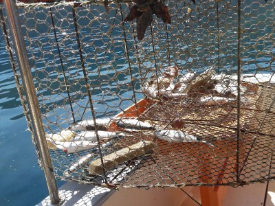 Apartment One bedroom apartment near beach Barbat, Rab A-14512-e - Outdoor photo 14