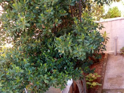 Apartment Two bedroom apartment with terrace and sea view Selce, Crikvenica A-15323-a - Outdoor photo 5