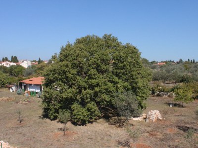 Apartment Studio flat with terrace and sea view Fažana AS-7252-a - Outdoor photo 12