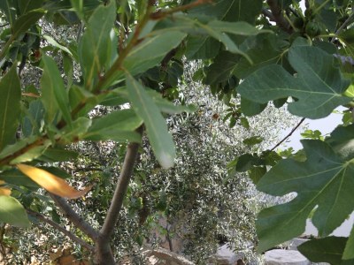 Holiday house Four-bedroom house with terrace and sea view Kukljica, Ugljan K-8251 - Outdoor photo 15