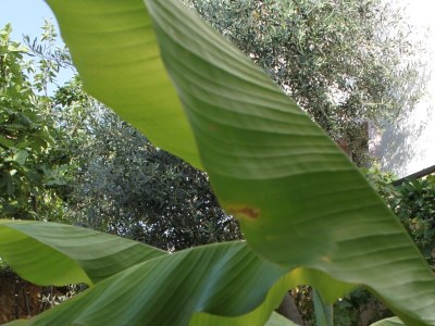 Holiday house Four-bedroom house with terrace and sea view Kukljica, Ugljan K-8251 - Outdoor photo 17