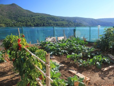 Apartment Two bedroom apartment near beach Slano, Dubrovnik A-8741-a - Outdoor photo 10