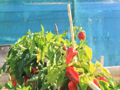 Apartment Two bedroom apartment near beach Slano, Dubrovnik A-8741-a - Outdoor photo 11