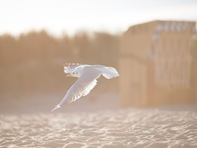 Holiday apartment Ostsee-Perle Scharbeutz - Environment photo 34