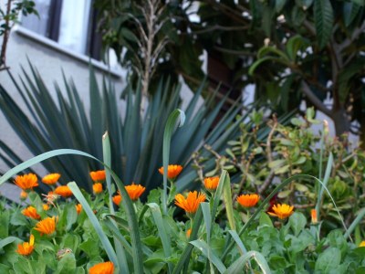 Apartment Two bedroom apartment near beach Zavalatica, Korčula A-189-b - Outdoor photo 10