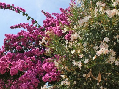 Apartment Two bedroom apartment with balcony Rastići, Čiovo A-6863-b - Outdoor photo 6