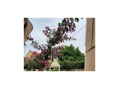 Apartment Two bedroom apartment with terrace Postira, Brač A-12291-b - Outdoor photo 6