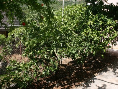 Apartment Studio flat with balcony Podaca, Makarska AS-6874-b - Outdoor photo 8