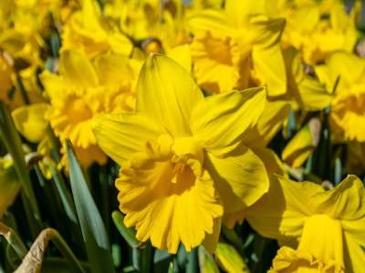 Apartment Ferienwohnung am Strand in Callantsoog - Outdoor photo 16