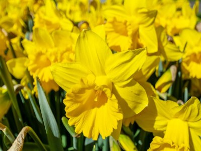 Apartment Apartment in Julianadorp aan Zee with terrace - Outdoor photo 22