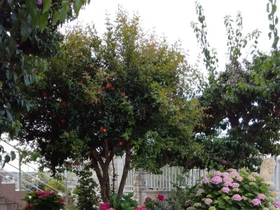 Apartment Two bedroom apartment with terrace and sea view Kukljica, Ugljan A-8237-a - Outdoor photo 7