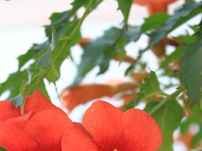 Apartment Two bedroom apartment with terrace and sea view Kukljica, Ugljan A-8237-a - Outdoor photo 10