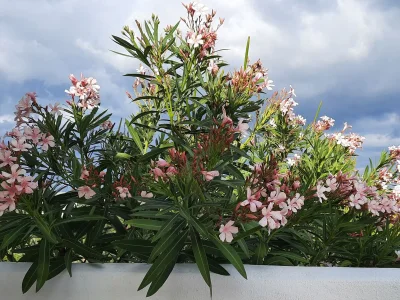 Holiday house Ferienhaus mit Pool - Outdoor photo 22