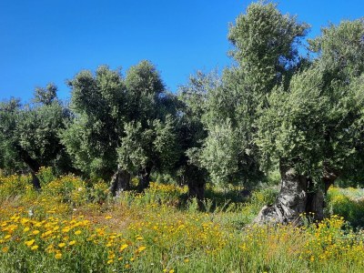 Holiday house Ferienhaus mit Pool - Environment photo 32