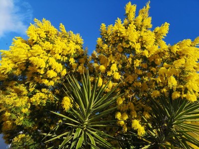 Apartment One bedroom apartment with terrace and sea view Rukavac, Vis A-8897-a - Outdoor photo 7