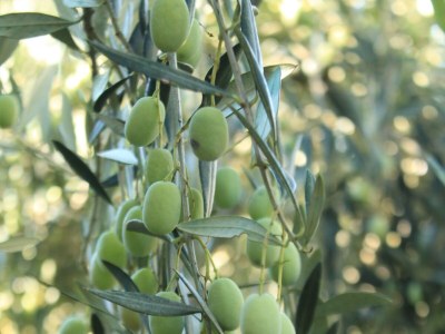 Apartment One bedroom apartment with terrace and sea view Rukavac, Vis A-8897-a - Outdoor photo 8