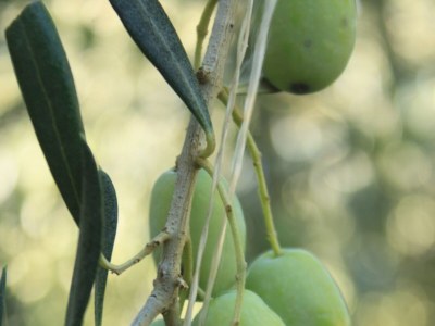 Apartment One bedroom apartment with terrace and sea view Rukavac, Vis A-8897-a - Outdoor photo 9
