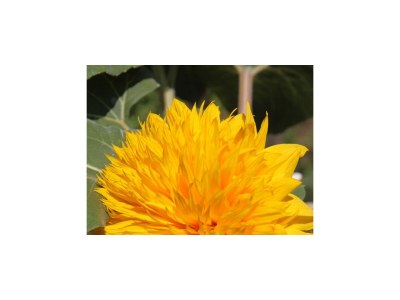 Holiday room near beach Tkon, Pašman S-8377-d - Outdoor photo 20