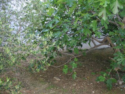 Apartment Studio flat near beach Igrane, Makarska AS-2679-b - Outdoor photo 7