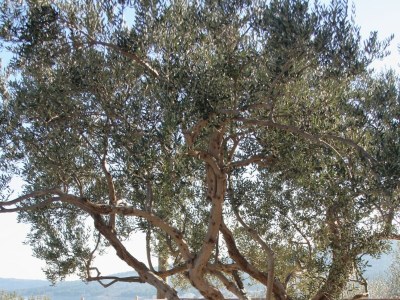 Apartment Two bedroom apartment with terrace and sea view Slatine, Čiovo A-5998-b - Outdoor photo 6