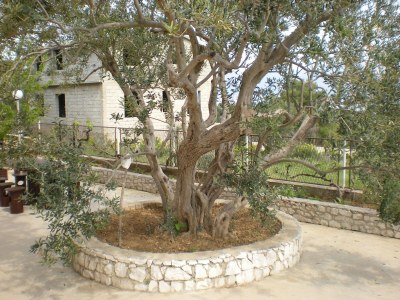 Apartment Two bedroom apartment with terrace and sea view Slatine, Čiovo A-5998-b - Outdoor photo 10