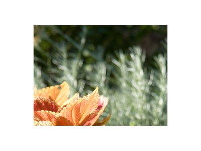 Apartment Two bedroom apartment with balcony and sea view Mimice, Omiš A-2972-c - Outdoor photo 13