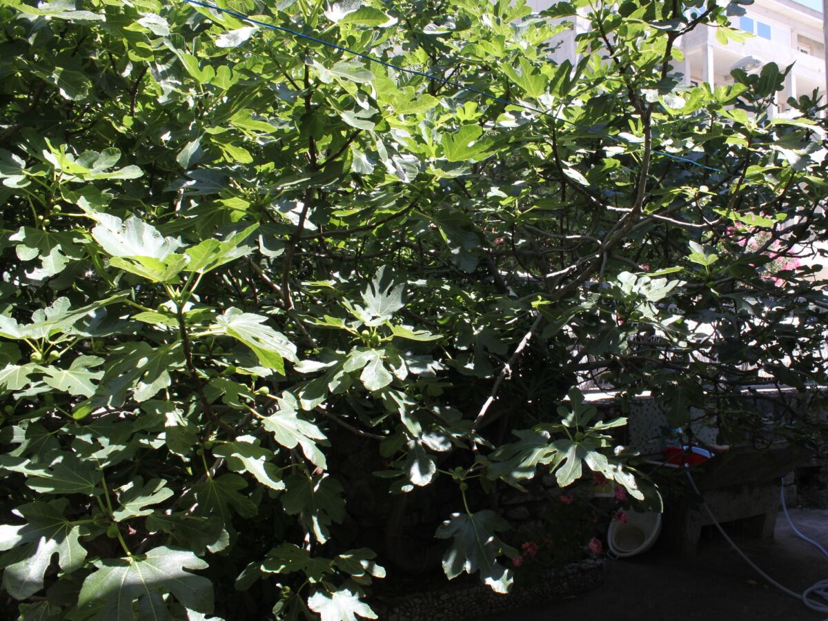 Holiday room with balcony Baška Voda, Makarska S-6748-b - Outdoor photo 5