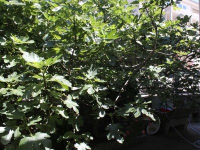 Holiday room with balcony Baška Voda, Makarska S-6748-b - Outdoor photo 5