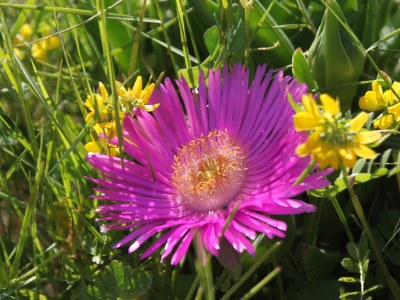 Apartment Four-bedroom apartment near beach Basina, Hvar A-8749-a - Outdoor photo 7