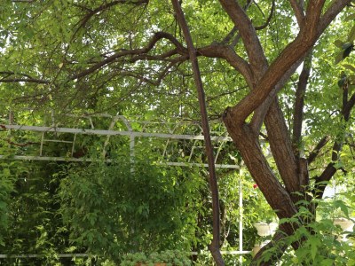 Apartment Three bedroom apartment with terrace Orebić, Pelješac A-10202-a - Outdoor photo 9