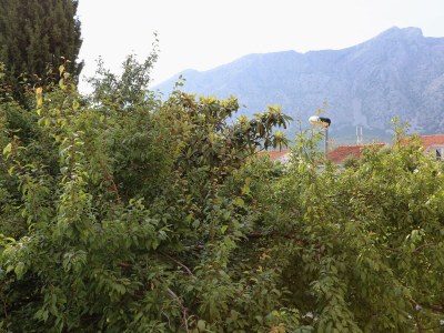 Apartment Three bedroom apartment with terrace Orebić, Pelješac A-10202-a - Outdoor photo 47