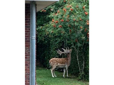 Bungalow Small-Duinoord : Populier - Outdoor photo 8