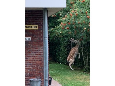 Bungalow Small-Duinoord : Populier - Outdoor photo 9