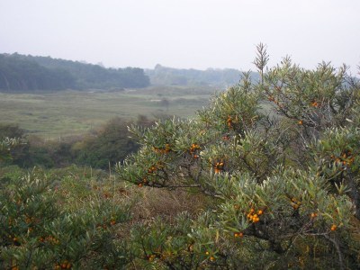 Bungalow Small-Duinoord : Populier - Environment photo 20