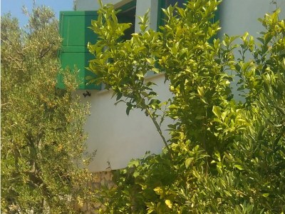 Holiday house Three bedroom house near beach Cove Žinčena, Pašman K-12982 - Outdoor photo 7